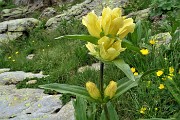 77 Genziana puntata (Gentiana punctata)